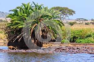 Group of hippos (Hippopotamus amphibius) in river in Serengeti National Park, Tanzania. Wildlife of Africa