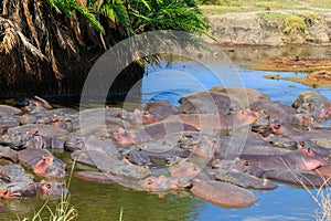 Group of hippos (Hippopotamus amphibius) in river in Serengeti National Park, Tanzania. Wildlife of Africa