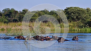 Group of hippos enjoying the fresh water in Okavango river with bush land in background near Divundu in Namibia. photo
