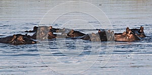 Group of hippos in the Linyanti river, Namibia