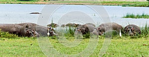 Group of hippos lying on land