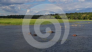 Group of hippos relaxing in the water, one covered with grass, on Chobe river with village Kasane in background