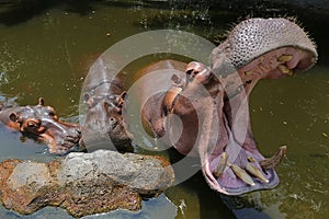 A group of hippos are soaking in river water.