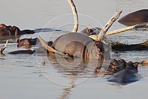 A group of Hippos in the water