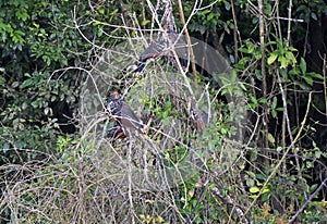 Group of Hoatzin birds photo