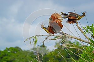 Group of hoatzins, episthocomus hoazin, endemic bird sitting on a branch inside the amazon rainforest in Cuyabeno photo