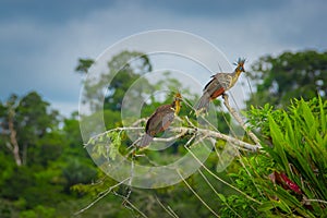 Group of hoatzins, episthocomus hoazin, endemic bird sitting on a branch inside the amazon rainforest in Cuyabeno National Park, i photo