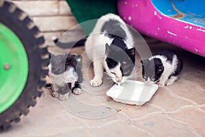 A group of homeless cats mother and kittens eating food on the street. Pet protection concept