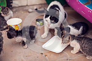 A group of homeless cats mother and kittens eating food on the street. Pet protection concept