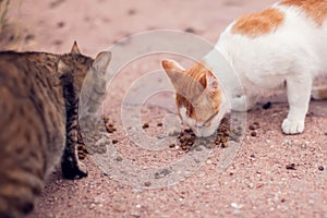 A group of homeless cats on the street. Pet protection concept