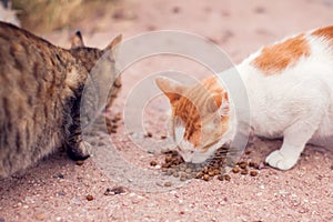 A group of homeless cats on the street. Pet protection concept