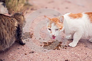 A group of homeless cats on the street. Pet protection concept