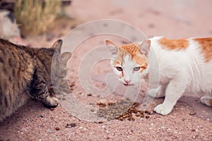 A group of homeless cats on the street. Pet protection concept