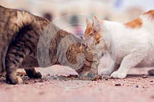 A group of homeless cats on the street. Pet protection concept