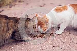 A group of homeless cats on the street. Pet protection concept