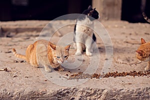 A group of homeless cats on the street. Pet protection concept