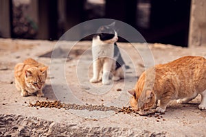 A group of homeless cats on the street. Pet protection concept