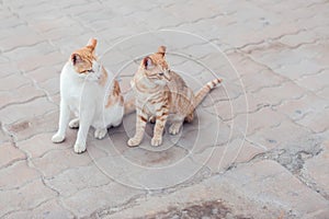 A group of homeless cats on the street. Pet protection concept