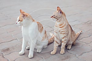 A group of homeless cats on the street. Pet protection concept