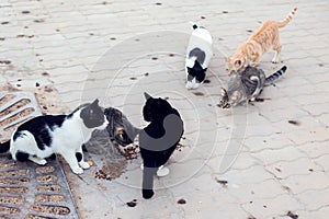 A group of homeless cats on the street. Pet protection concept