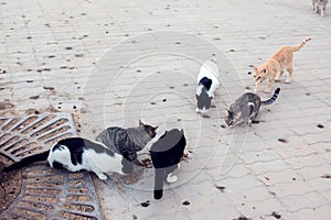 A group of homeless cats on the street. Pet protection concept
