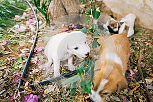 Group of homeless little puppies playing on ground