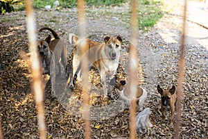 A group of homeless, starving Thai dogs locked in iron fences