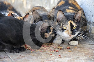 A group of homeless street beautiful cats eating cat food scattered on the floor, close-up, selective focus. Care for abandoned an