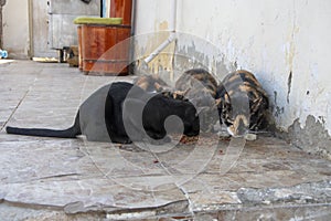 A group of homeless street beautiful cats eating cat food scattered on the floor, the general plan. Care for abandoned animals.