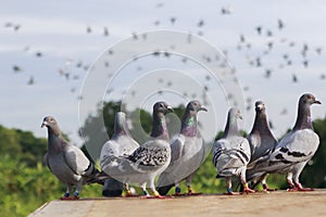 Group of homing pigeon standing on home loft trap