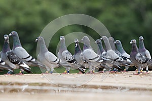 group of homing pigeon standing on home loft trap