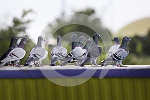 Group of homing pigeon standing on loft trap after daily exercise