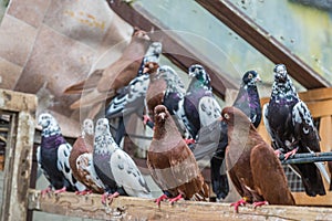 Group of homing pigeons resting in a bird house