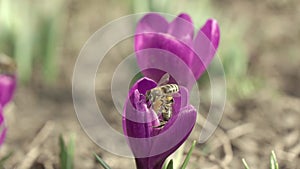 Group of honey bees collecting pollen inside one crocus flower