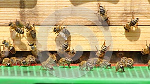 Group of honey bees stands near entrance to hive and cool it on hot summer day
