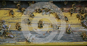 Group of honey bees swarming on wooden hive