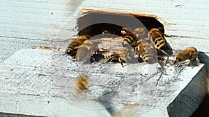 Group of honeybees
