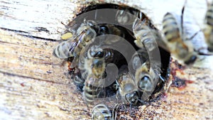 Group of honeybees flying