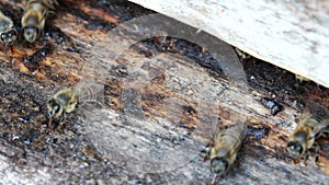 Group of honeybees flying