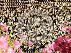 group of honeybees on honeycomb in sunny garden