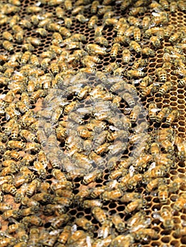 group of honeybees on honeycomb in sunny garden