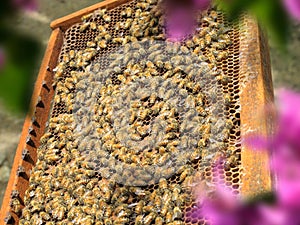 group of honeybees on honeycomb in sunny garden
