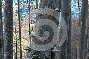 Group of Hoof fungus mushrooms growing on tree trunk along idyllic hiking trail in forest on way to Hochblaser in Eisenerz