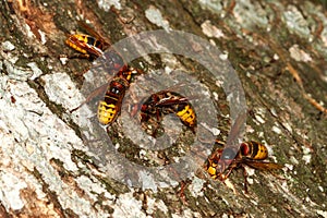 Group of Hornets Vespa crabo on tree bark