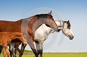 Group horse portrait