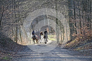 Group of Horse riders in a forest