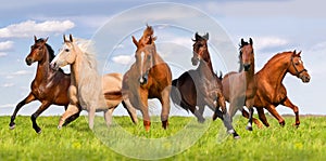 Group of horse run