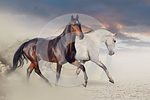 Group of horse run on desert sand