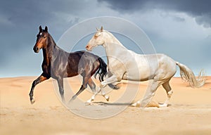 Group of horse run on desert sand