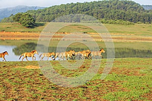 Group of horse run